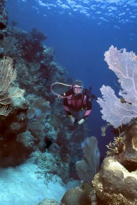 Taucher in der schönen Unterwasserwelt