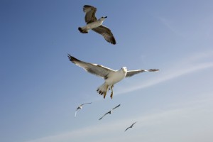 Möwen am Strand von Kampen