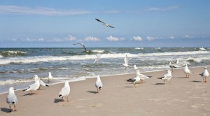Möwen an den Stränden von Polen