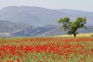 Landschaft in Katalonien