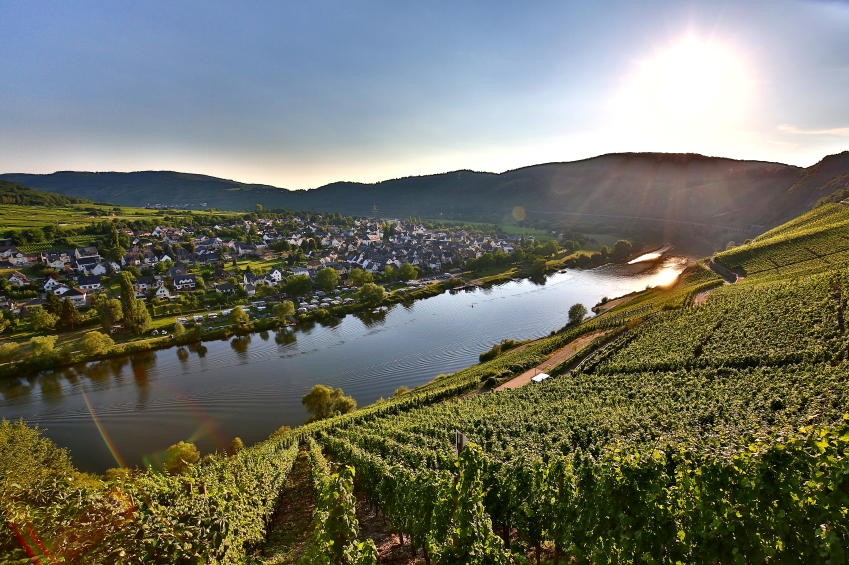 Mosel mit Weinreben